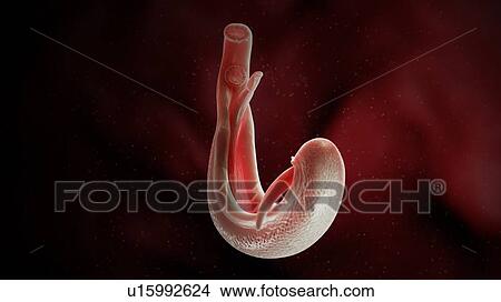 Illustration of a schistosoma View Large Photo Image Picture - Illustration of a schistosoma. Fotosearch