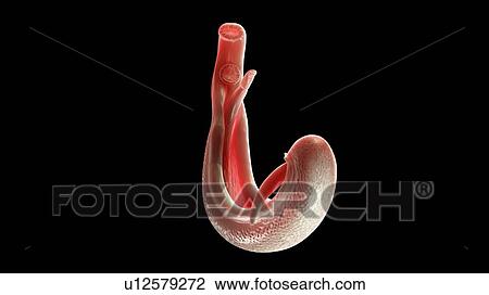 Illustration of a schistosoma View Large Photo Image Stock Image - Illustration of a schistosoma. Fotosearch