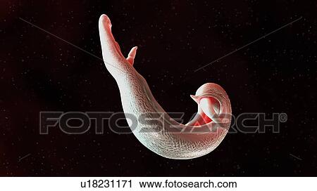 Stock Image - Illustration of a schistosoma. Fotosearch