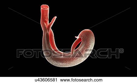 Stock Image - Illustration of a schistosoma. Fotosearch