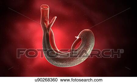 Stock Image - Illustration of a schistosoma. Fotosearch