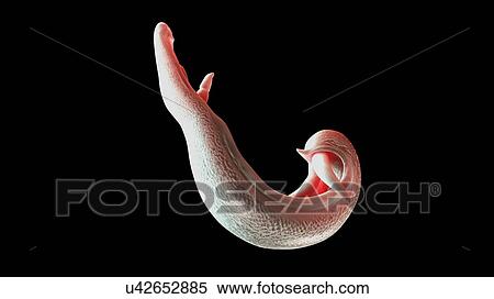 Illustration of a schistosoma View Large Photo Image Stock Photography - Illustration of a schistosoma. Fotosearch