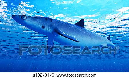 Stock Image - Illustration of a shark. Fotosearch