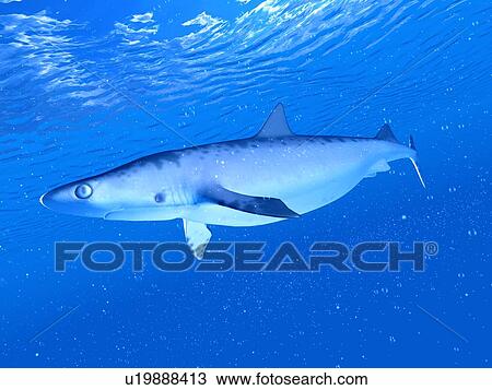 Stock Image - Illustration of a shark. Fotosearch
