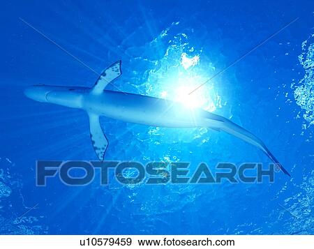 Stock Photo - Illustration of a shark. Fotosearch