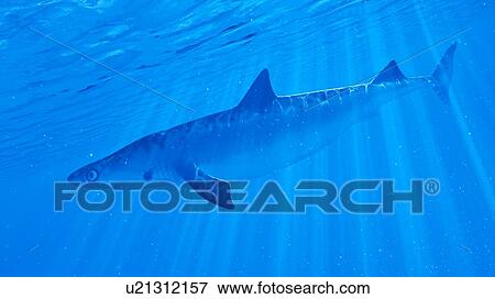 Stock Photo - Illustration of a shark. Fotosearch