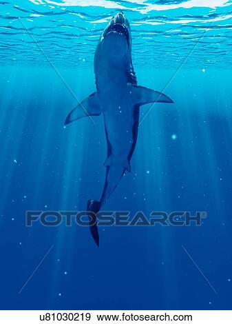 Stock Photo - Illustration of a shark. Fotosearch