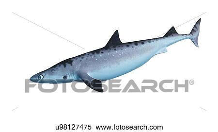 Stock Photography - Illustration of a shark. Fotosearch