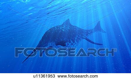 Illustration of a Shonisaurus View Large Photo Image Stock Image - Illustration of a Shonisaurus. Fotosearch