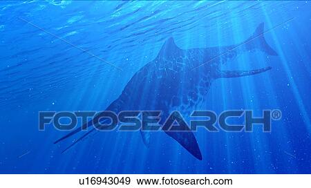 Illustration of a Shonisaurus View Large Photo Image Stock Photo - Illustration of a Shonisaurus. Fotosearch