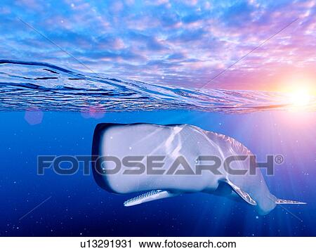 Stock Image - Illustration of a sperm whale. Fotosearch