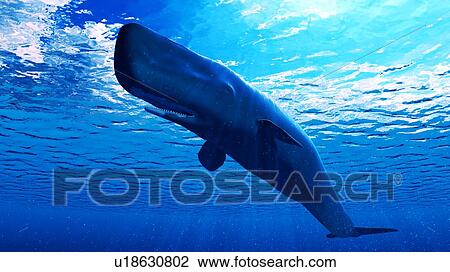 Stock Image - Illustration of a sperm whale. Fotosearch