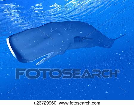 Stock Image - Illustration of a sperm whale. Fotosearch