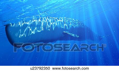 Stock Image - Illustration of a sperm whale. Fotosearch