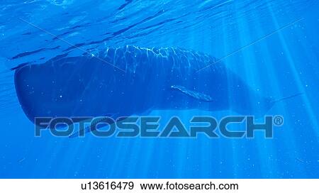 Stock Photo - Illustration of a sperm whale. Fotosearch