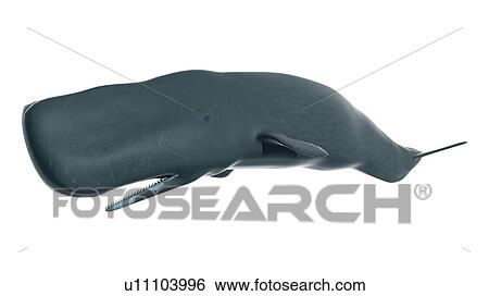Stock Photograph - Illustration of a sperm whale. Fotosearch