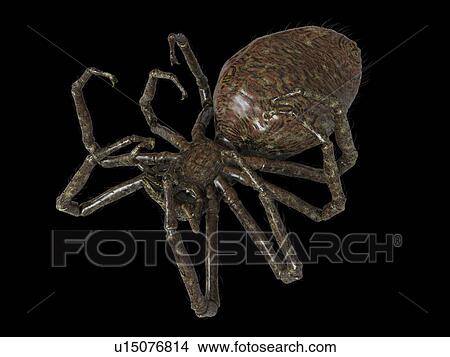 Picture - Illustration of a spider. Fotosearch