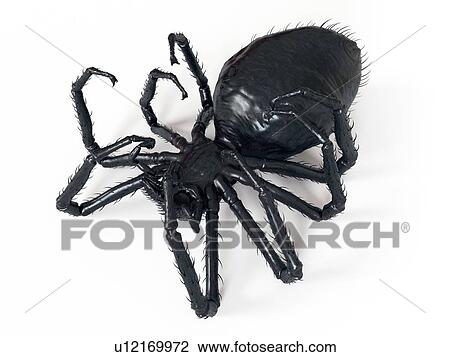 Illustration of a spider View Large Photo Image Stock Image - Illustration of a spider. Fotosearch