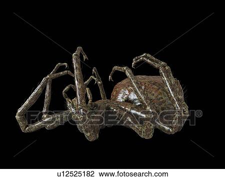 Stock Image - Illustration of a spider. Fotosearch