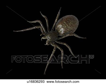 Illustration of a spider View Large Photo Image Stock Image - Illustration of a spider. Fotosearch
