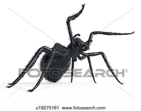 Stock Image - Illustration of a spider. Fotosearch