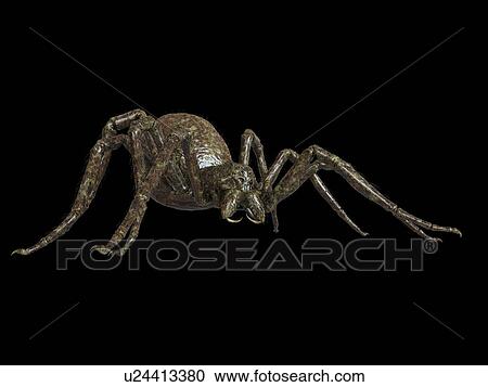 Illustration of a spider View Large Photo Image Stock Image - Illustration of a spider. Fotosearch
