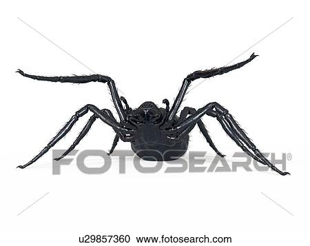 Stock Image - Illustration of a spider. Fotosearch