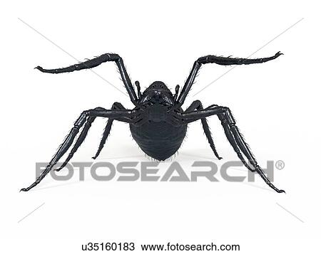 Illustration of a spider View Large Photo Image Stock Image - Illustration of a spider. Fotosearch