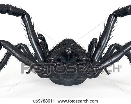 Stock Image - Illustration of a spider. Fotosearch