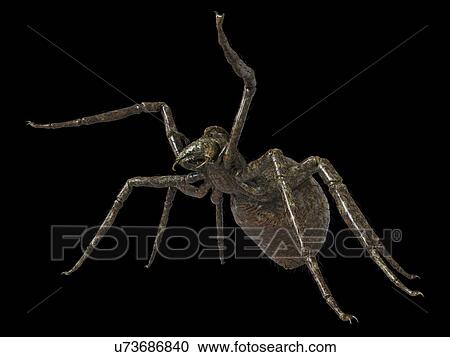 Illustration of a spider View Large Photo Image Stock Image - Illustration of a spider. Fotosearch