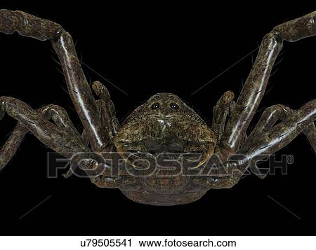 Illustration of a spider View Large Photo Image Stock Image - Illustration of a spider. Fotosearch