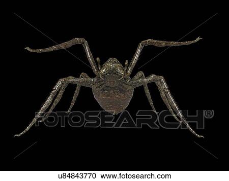 Stock Image - Illustration of a spider. Fotosearch