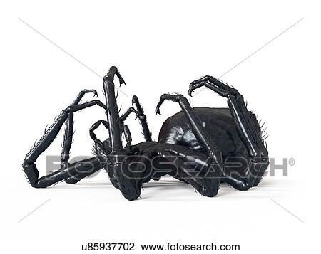 Stock Image - Illustration of a spider. Fotosearch