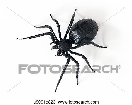 Illustration of a spider View Large Photo Image Stock Image - Illustration of a spider. Fotosearch
