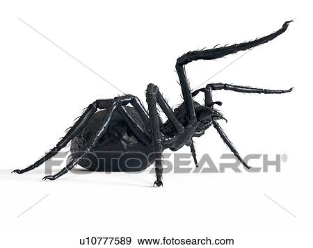Stock Photo - Illustration of a spider. Fotosearch