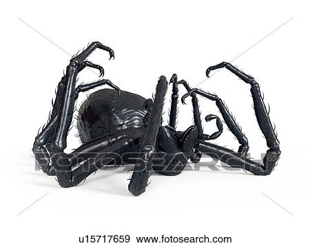 Stock Photo - Illustration of a spider. Fotosearch