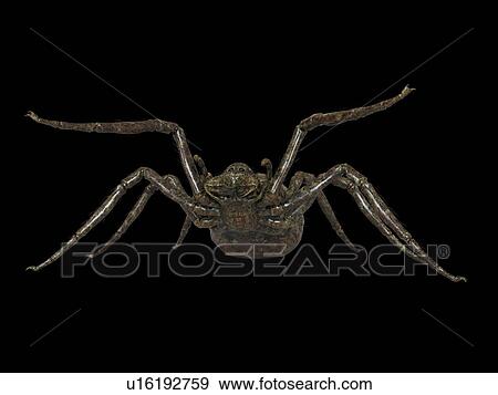 Stock Photo - Illustration of a spider. Fotosearch