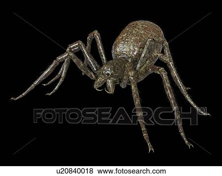 Stock Photo - Illustration of a spider. Fotosearch