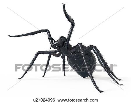 Illustration of a spider View Large Photo Image Stock Photograph - Illustration of a spider. Fotosearch