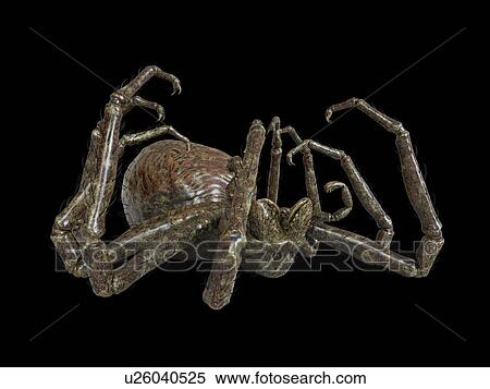 Illustration of a spider View Large Photo Image Stock Photography - Illustration of a spider. Fotosearch