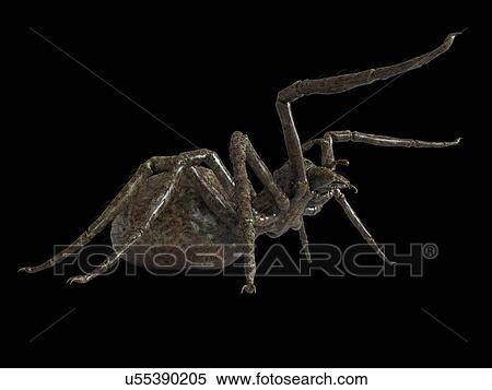 Illustration of a spider View Large Photo Image Stock Photography - Illustration of a spider. Fotosearch