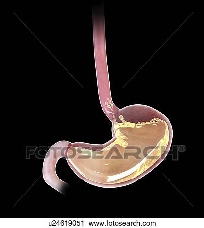 Stock Image - Illustration of a stomach. Fotosearch