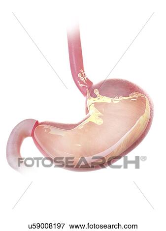 Stock Photo - Illustration of a stomach. Fotosearch