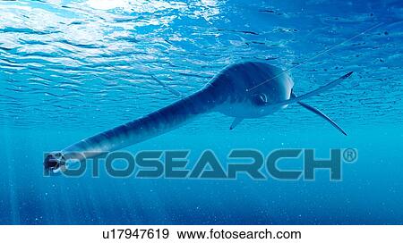 Stock Photo - Illustration of a styxosaurus. Fotosearch