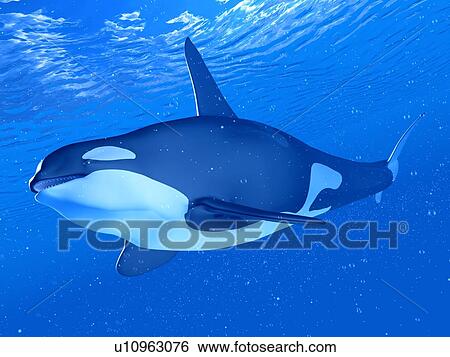 Stock Photograph - Illustration of a sword whale. Fotosearch