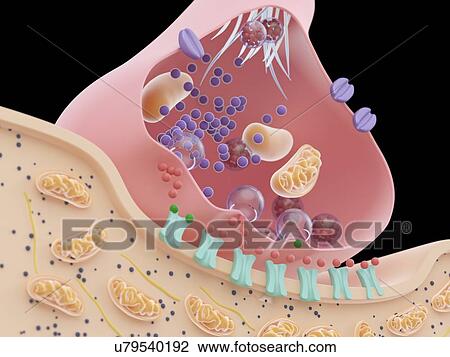 Stock Image - Illustration of a synapse cross-section. Fotosearch