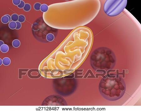 Stock Photo - Illustration of a synapse cross-section. Fotosearch