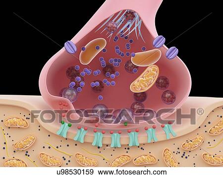 Stock Photo - Illustration of a synapse cross-section. Fotosearch