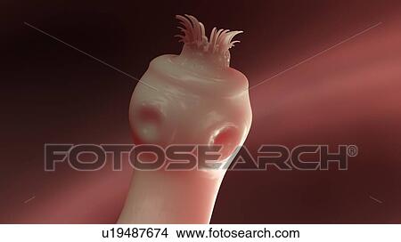 Picture - Illustration of a tapeworm. Fotosearch