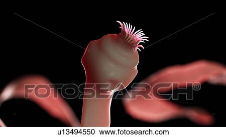 Stock Image - Illustration of a tapeworm. Fotosearch